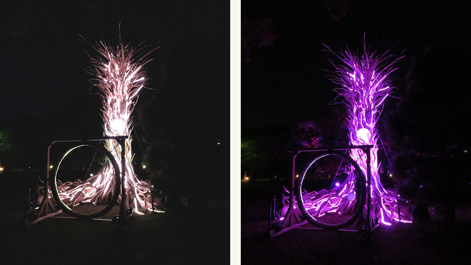 本丸桜園の御神木。提灯をかざすと提灯の色に変わる