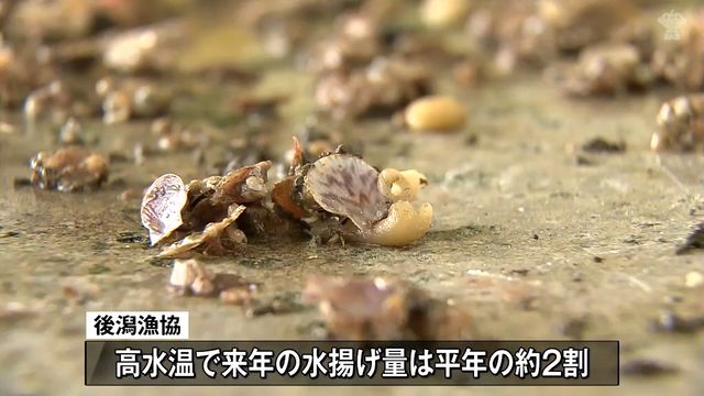 青森市 西市長 ホタテ漁師と意見交わす 高水温被害などめぐり 来年の水揚げ量は高水温の影響でいつもの年の2割ほどになる(青森放送) – Yahoo!ニュース 青森市 西市長 ホタテ漁師と意見交わす 高水温被害などめぐり 来年の水揚げ量は高水温の影響でいつもの年の2割ほどになる(青森放送) - Yahoo!ニュース