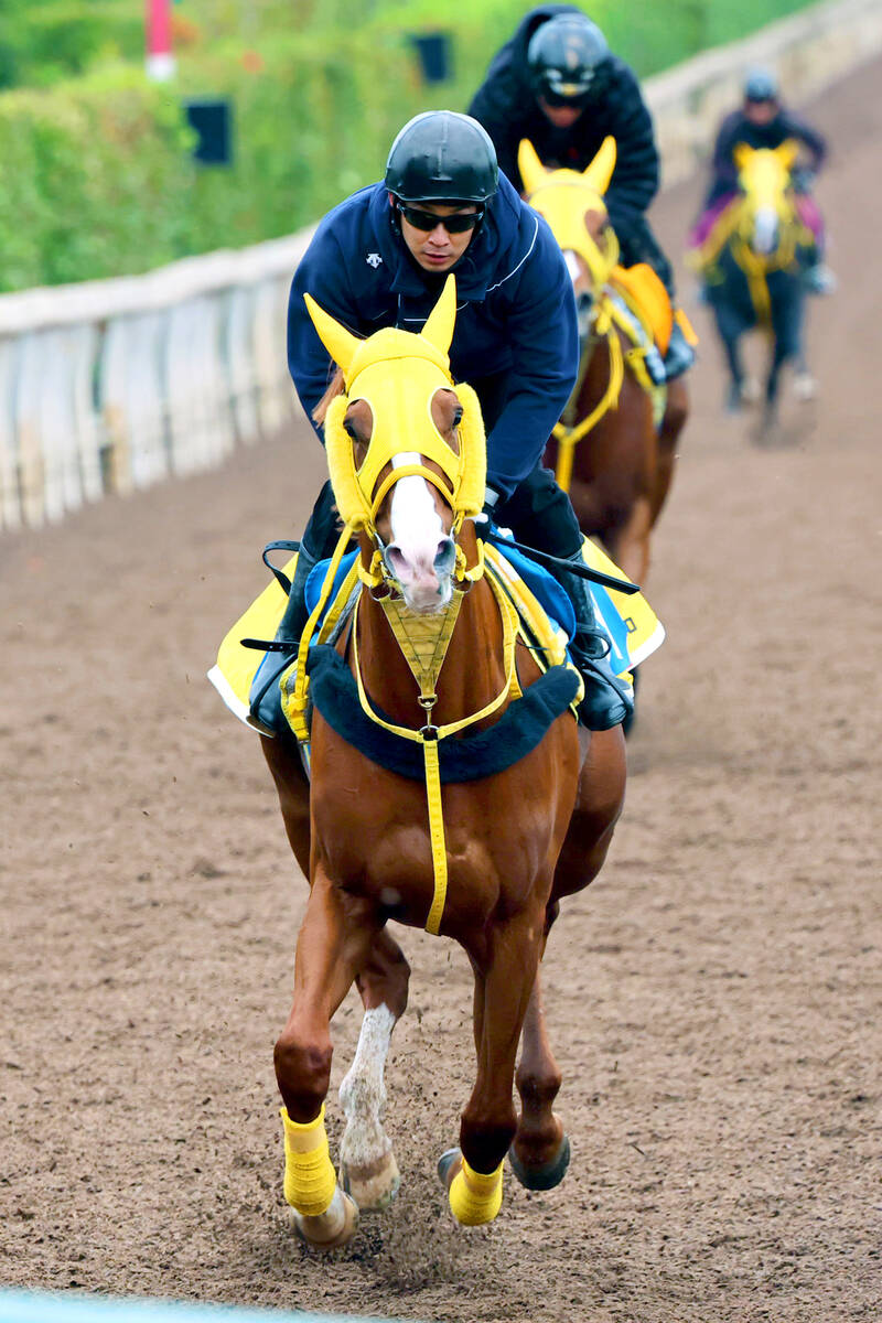 小宮記者が注目するボルドグフーシュ（カメラ・高橋　由二）