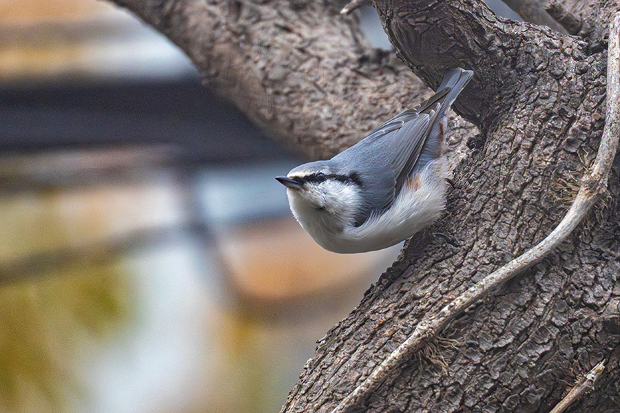 ゴジュウカラ登場