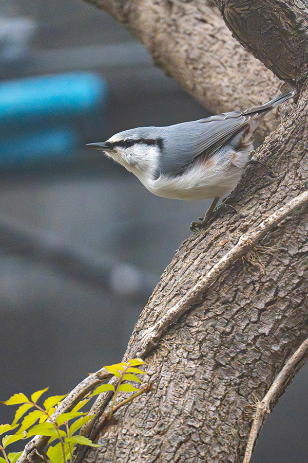 なかなかスマートな姿