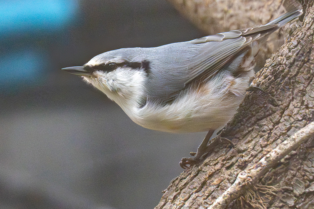 トリミングしてみた