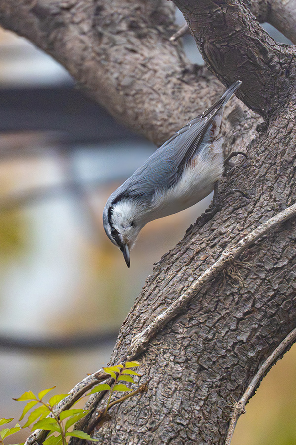 下向きにとまるのがゴジュウカラの特徴