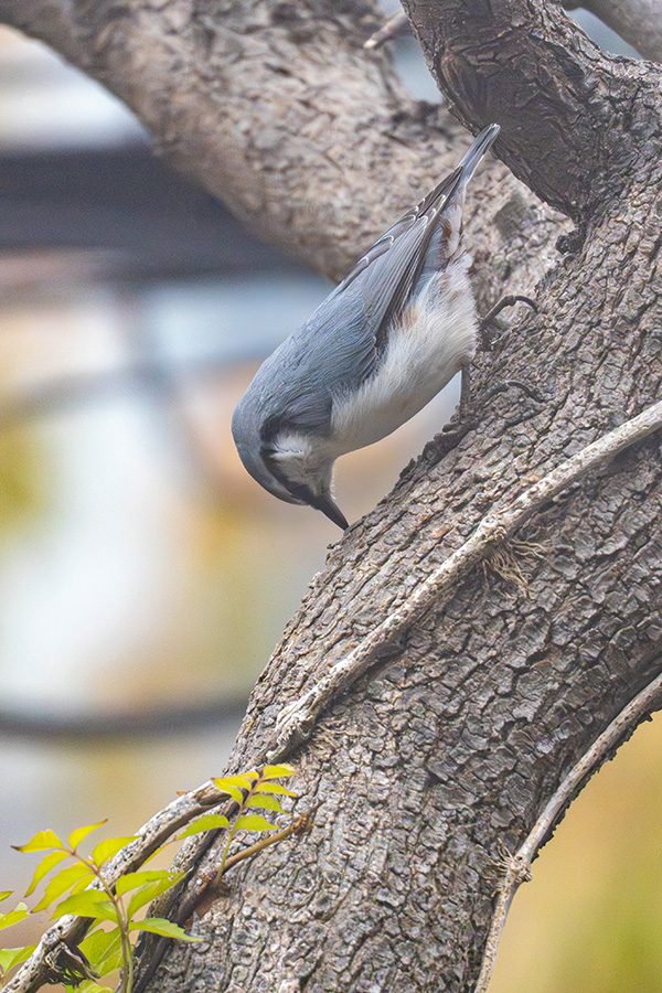 木を突いているのかな？