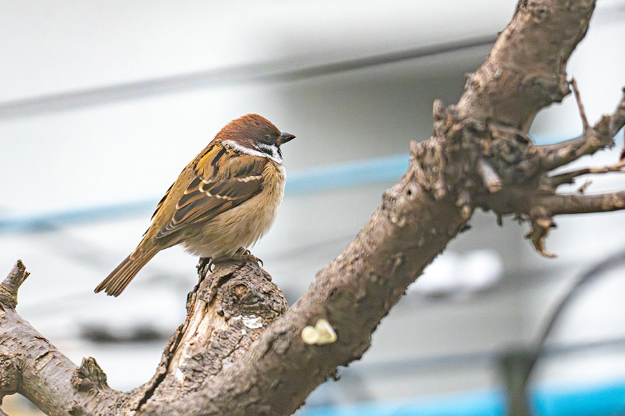 スズメも来ました