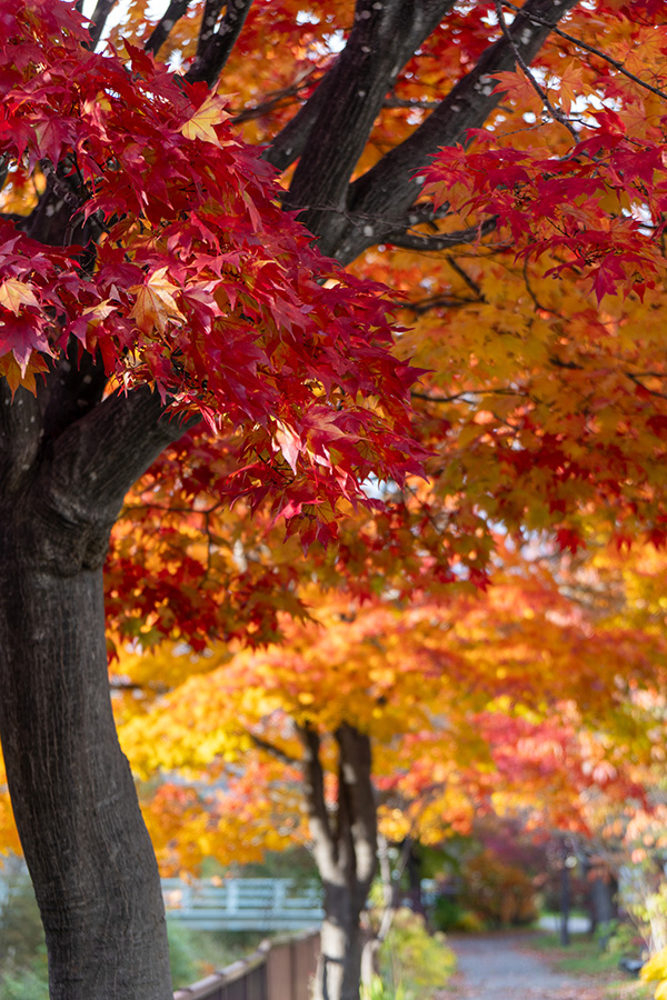 カエデ燃ゆる道