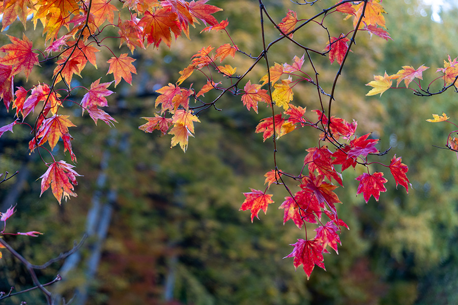 こんな枯れた雰囲気も好き