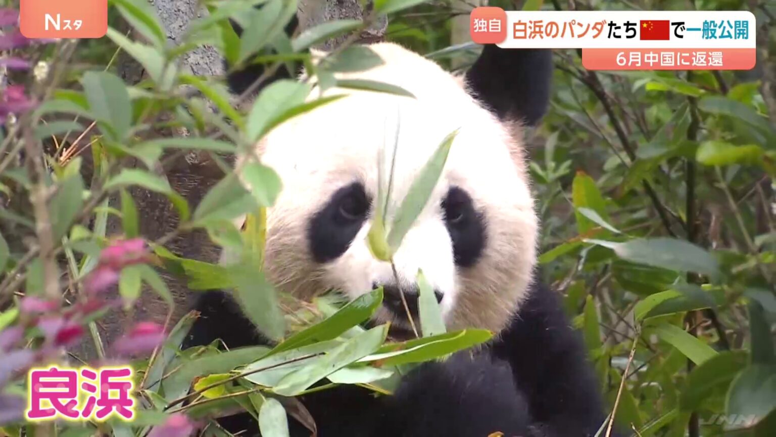 「まさか見られるとは…」和歌山から返還されたパンダ 中国で公開　約4か月ぶりに公の場に　日本での最後の公開日は100分待ち（TBS NEWS DIG Powered by JNN）