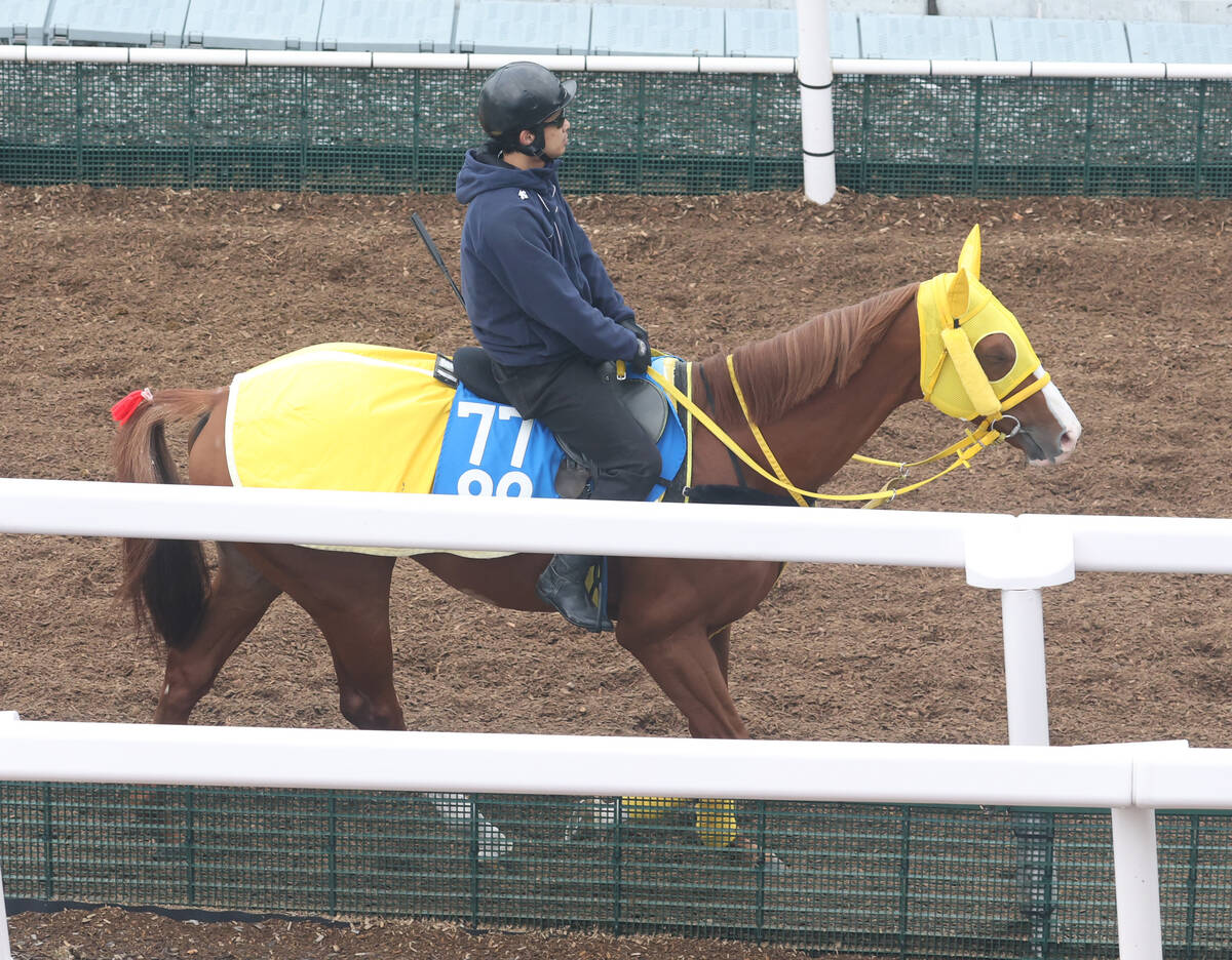 馬トク激走馬に計算されたボルドグフーシュ
