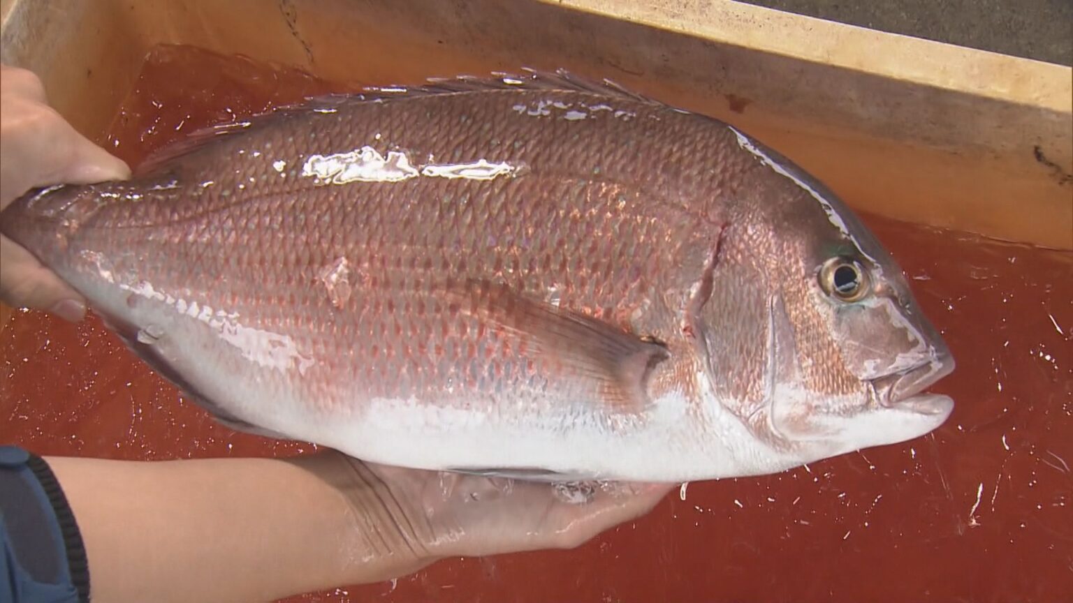 三重の海に異変 海水温上昇で伊勢エビの漁獲量減少し養殖タイは病気に…厳しい状況に漁師は「違う商売考えないと」 急がれる対策（CBCテレビ） - Yahoo!ニュース