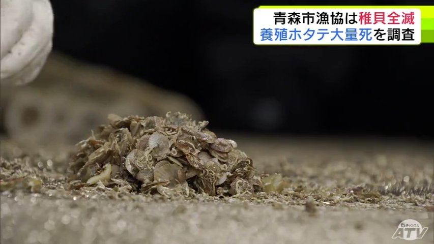 青森市漁協では稚貝が全滅…　大量死の「陸奥湾の養殖ホタテ」生育状況を確かめる青森県の実態調査はじまる　深刻な被害確認　青森市・西 秀記 市長は漁師の生活支援策を検討する考え示す（ＡＴＶ青森テレビ） - Yahoo!ニュース