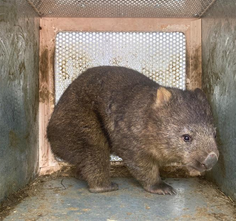 阪急阪神エクスプレス／オーストラリアから大阪府池田市の動物園にウォンバットを輸送 ─ 物流ニュースのＬＮＥＷＳ