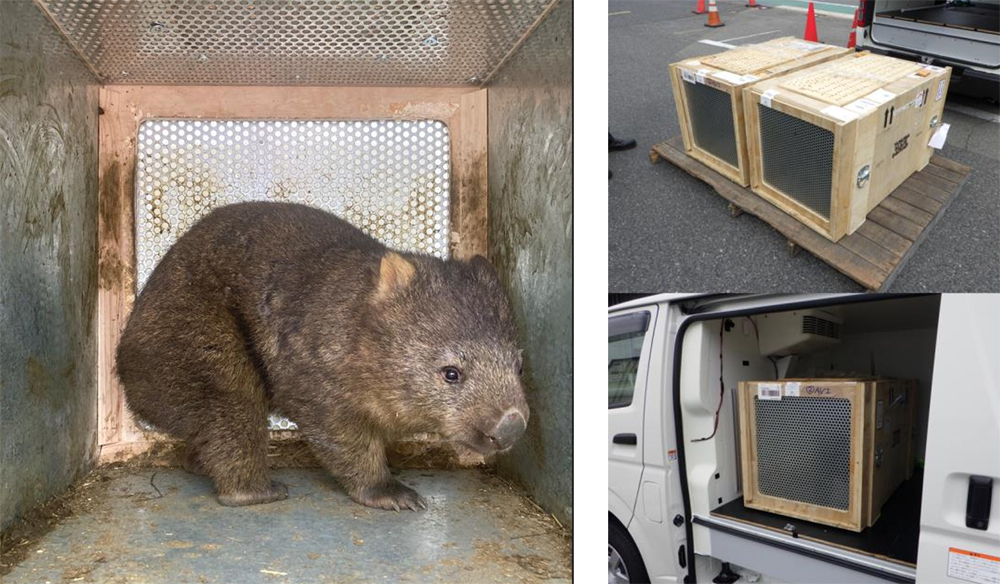 20251110hankyuhanshin2 - 阪急阪神エクスプレス／オーストラリアから大阪府池田市の動物園にウォンバットを輸送