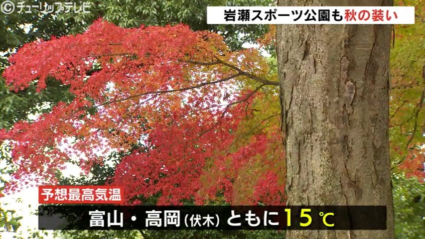 平野部でもでもみじが赤く色づき始める 西高東低の気圧配置になり雨上がりの晴れに映える 富山（チューリップテレビ） - Yahoo!ニュース