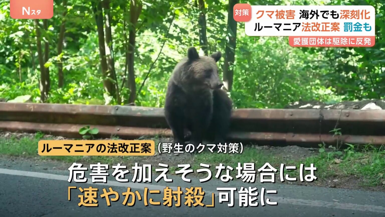 ヨーロッパでもクマ被害増加に対応苦慮「駆除枠の拡大」や「速やかに射殺」の法改正進める国に、「駆除では問題解決しない」と動物愛護団体の反発を受ける国も（TBS NEWS DIG Powered by JNN）