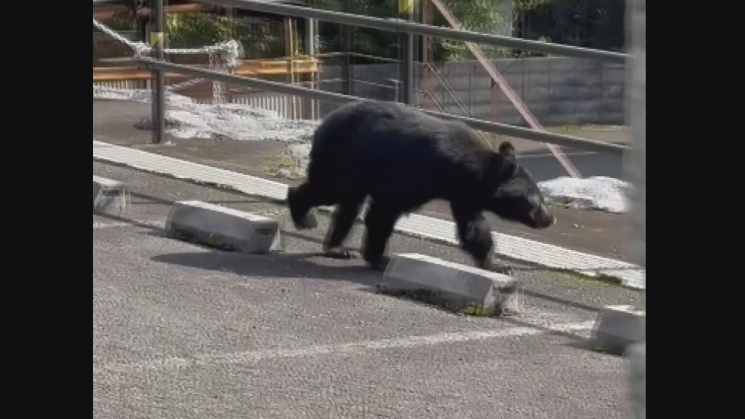 岐阜・大野町でクマ1頭を駆除 寺に現れたクマと同一個体か 町は「なるべく1人ではなく複数人で行動してほしい」と呼び掛け（CBCテレビ） - Yahoo!ニュース