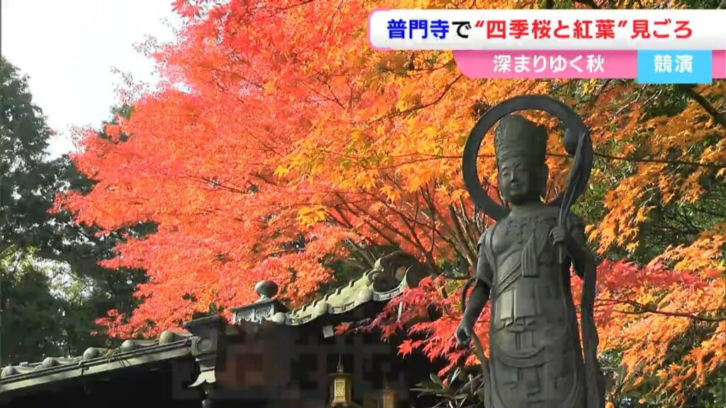 秋にも花を咲かせる「四季桜」と「紅葉」の競演を楽しんで　真庭市の花の山寺 “普門寺”にぎわう【岡山】（RSK山陽放送） - Yahoo!ニュース