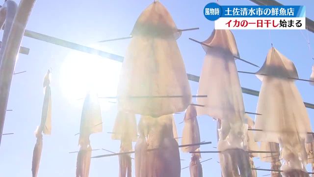 潮風を受けゆらゆらと揺れるイカ スルメイカの一日干し始まる【高知】（RKC高知放送） - Yahoo!ニュース
