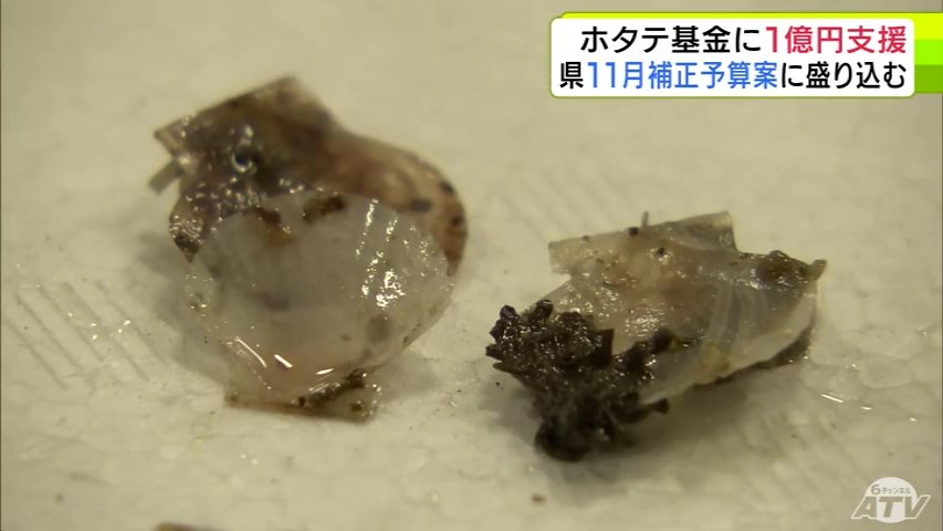 大量死の「陸奥湾ホタテ」の対策など　141億円余の「11月補正予算案」を20日に開会する定例県議会に提出へ　青森県・宮下宗一郎 知事が説明（ＡＴＶ青森テレビ） - Yahoo!ニュース