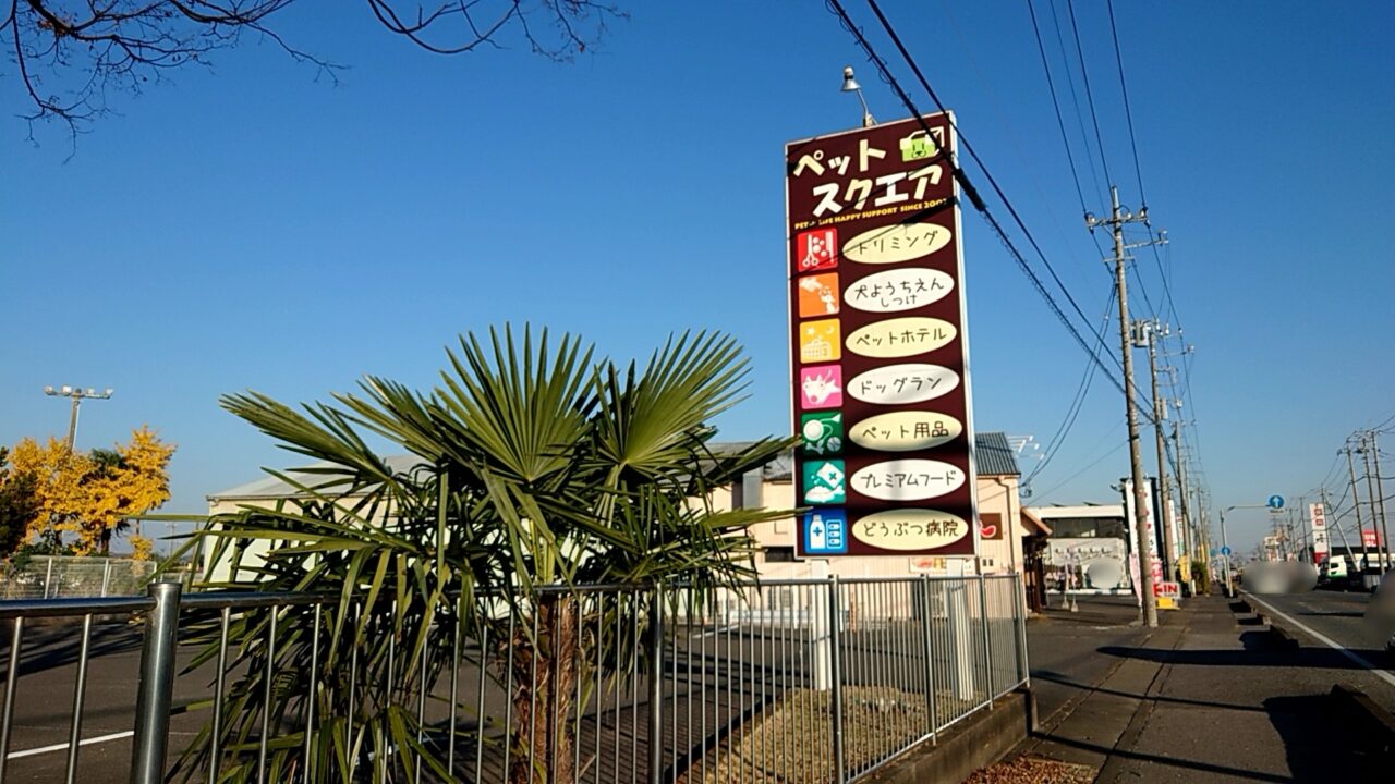 フレンチブルドッグ譲渡会