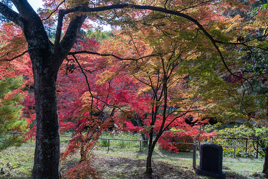 参道を見下ろすと赤・黄色・緑