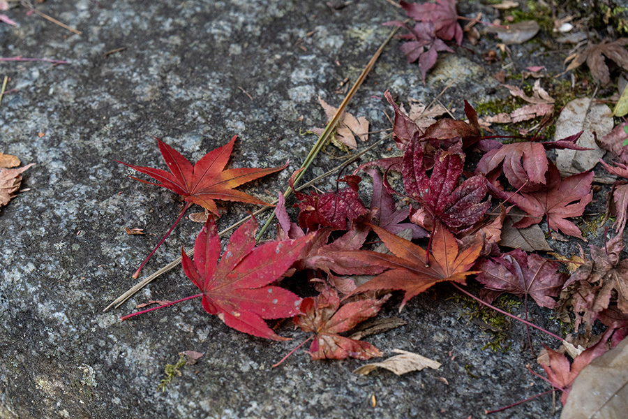 石段にももみじ