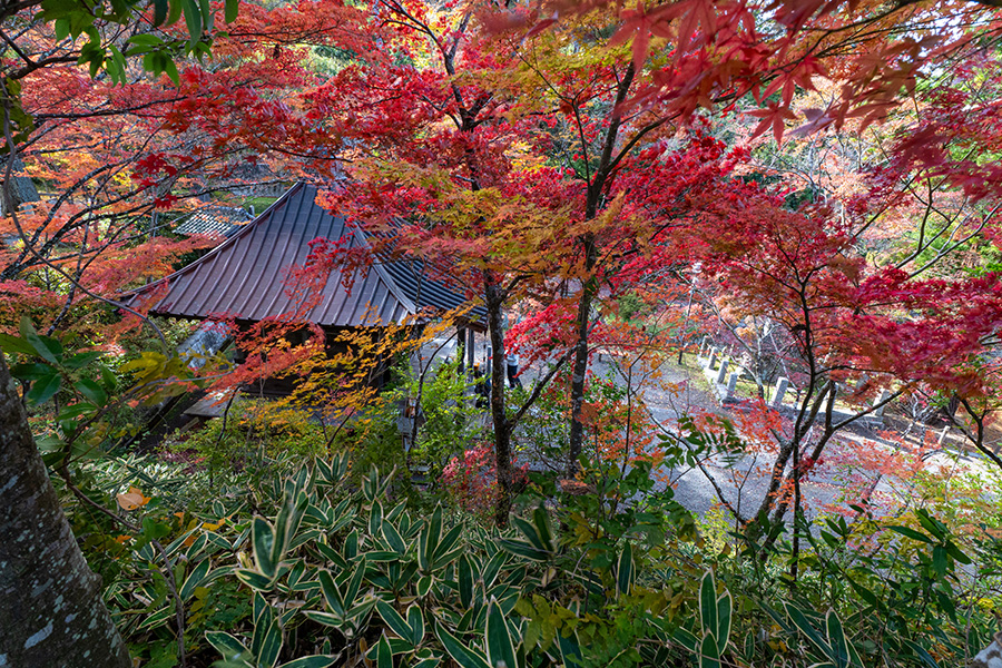 本堂の屋根を見下ろす