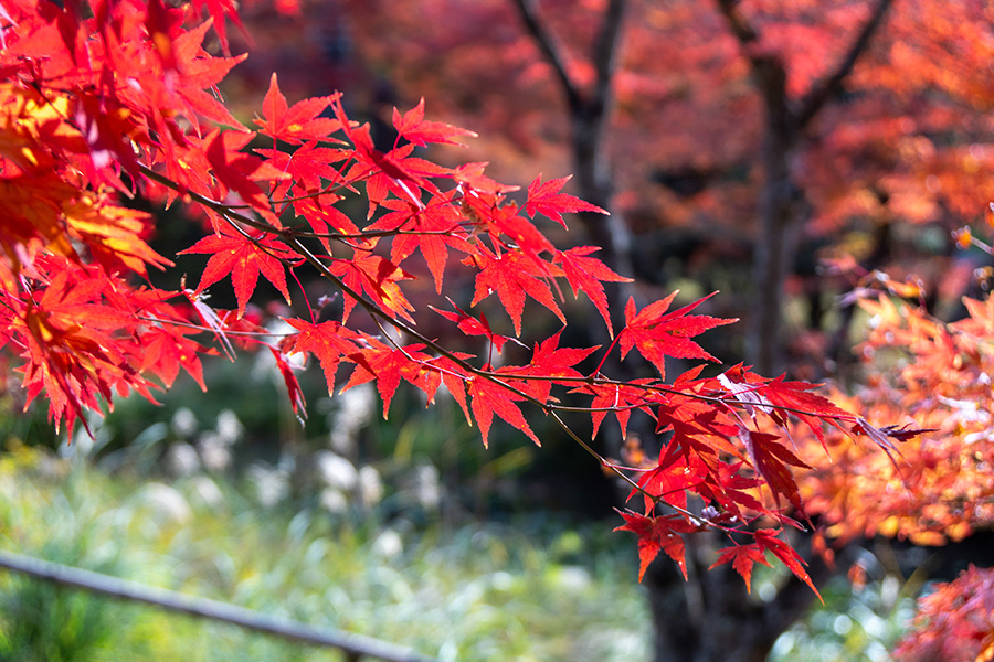 プチ紅葉狩り　楽しめました