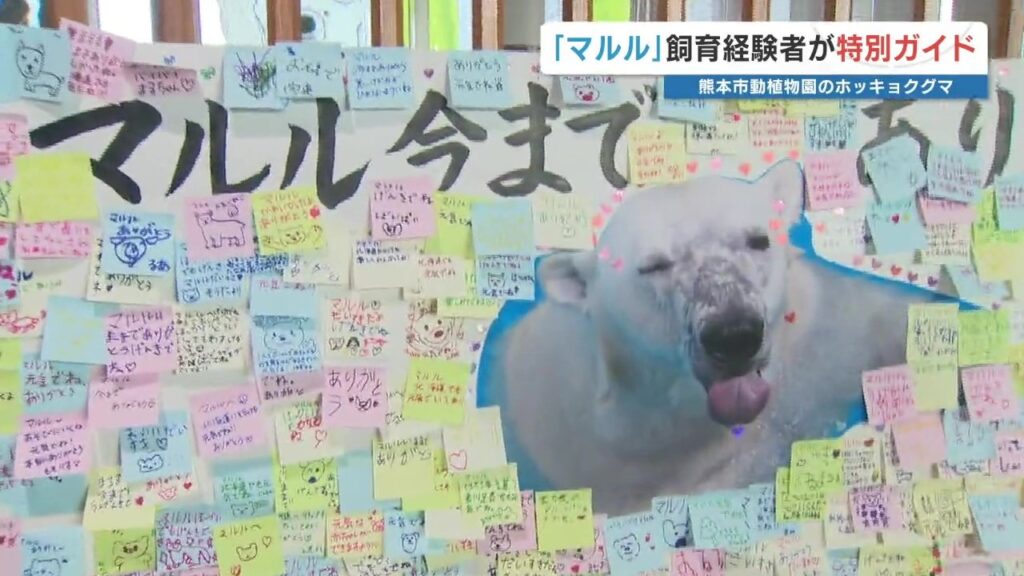 ホッキョクグマ「マルル」引っ越し前に最後のガイドツアー 「遊び方が大人になった」飼育員だから知るエピソード披露　熊本市動植物園（RKK熊本放送） - Yahoo!ニュース