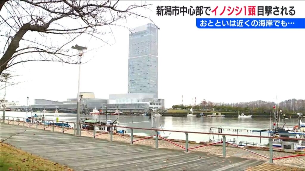 新潟市の中心部　市民の散歩コース 柳都大橋近くでイノシシが目撃される　海の方に走り去る（ＢＳＮ新潟放送） - Yahoo!ニュース