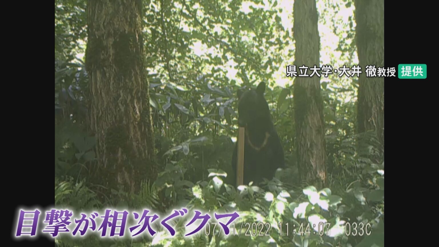 クマ「緊急銃猟」の避難訓練 住民周知14分で完了 石川・加賀市(MRO北陸放送) – Yahoo!ニュース クマ「緊急銃猟」の避難訓練 住民周知14分で完了 石川・加賀市(MRO北陸放送) - Yahoo!ニュース