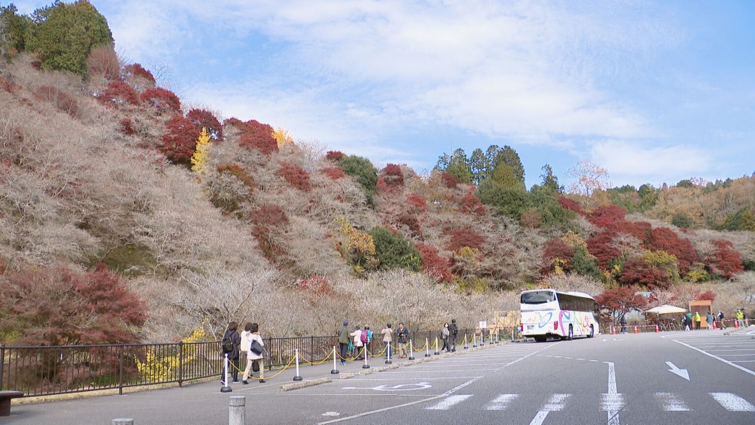 「紅葉」と「四季桜」が同時に見頃 山肌は淡いピンク×赤のコラボレーション 土砂災害を乗り越えた名所 愛知・豊田市【映像企画】（CBCテレビ） - Yahoo!ニュース