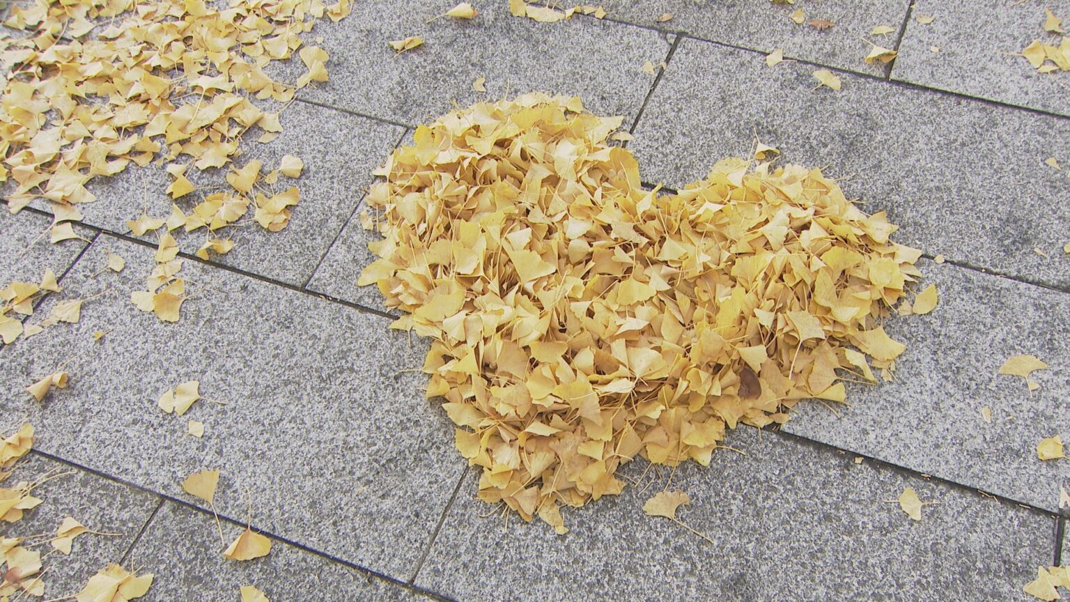 約1.2キロのイチョウ並木、黄色に色づく 12月中旬まで見頃 山口・周南(tysテレビ山口) – Yahoo!ニュース 約1.2キロのイチョウ並木、黄色に色づく 12月中旬まで見頃 山口・周南(tysテレビ山口) - Yahoo!ニュース