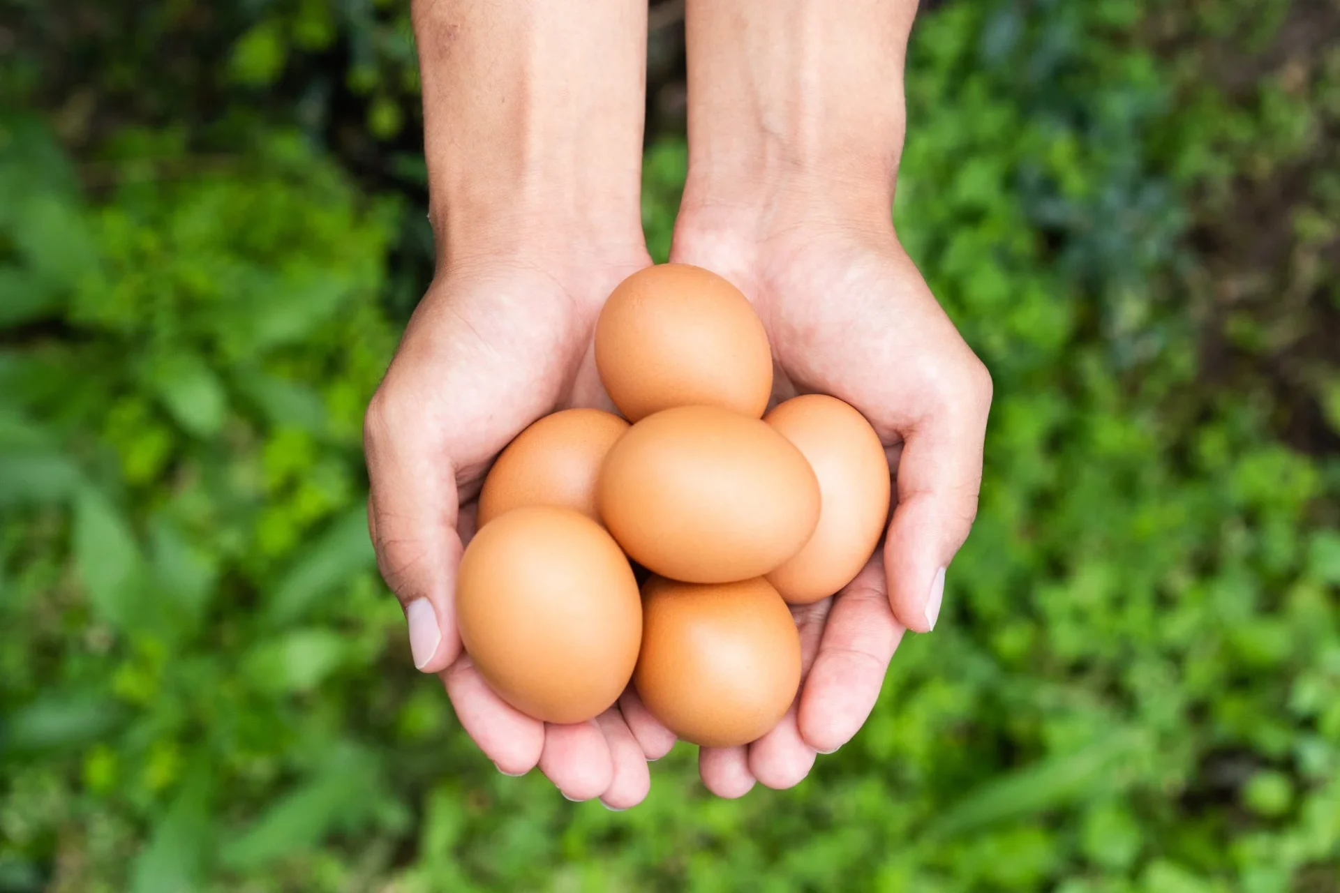 両手に乗せられた新鮮な「くがにたまご」