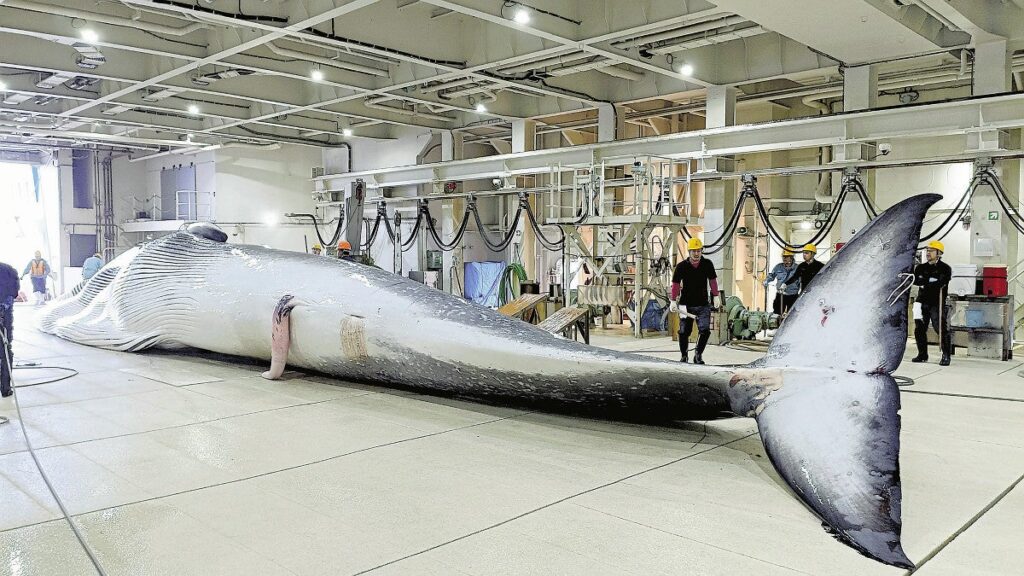 北海道で人気、幻の「鯨食界の本マグロ」…くせがなく「おいしさが広まりつつある」 - 読売新聞オンライン