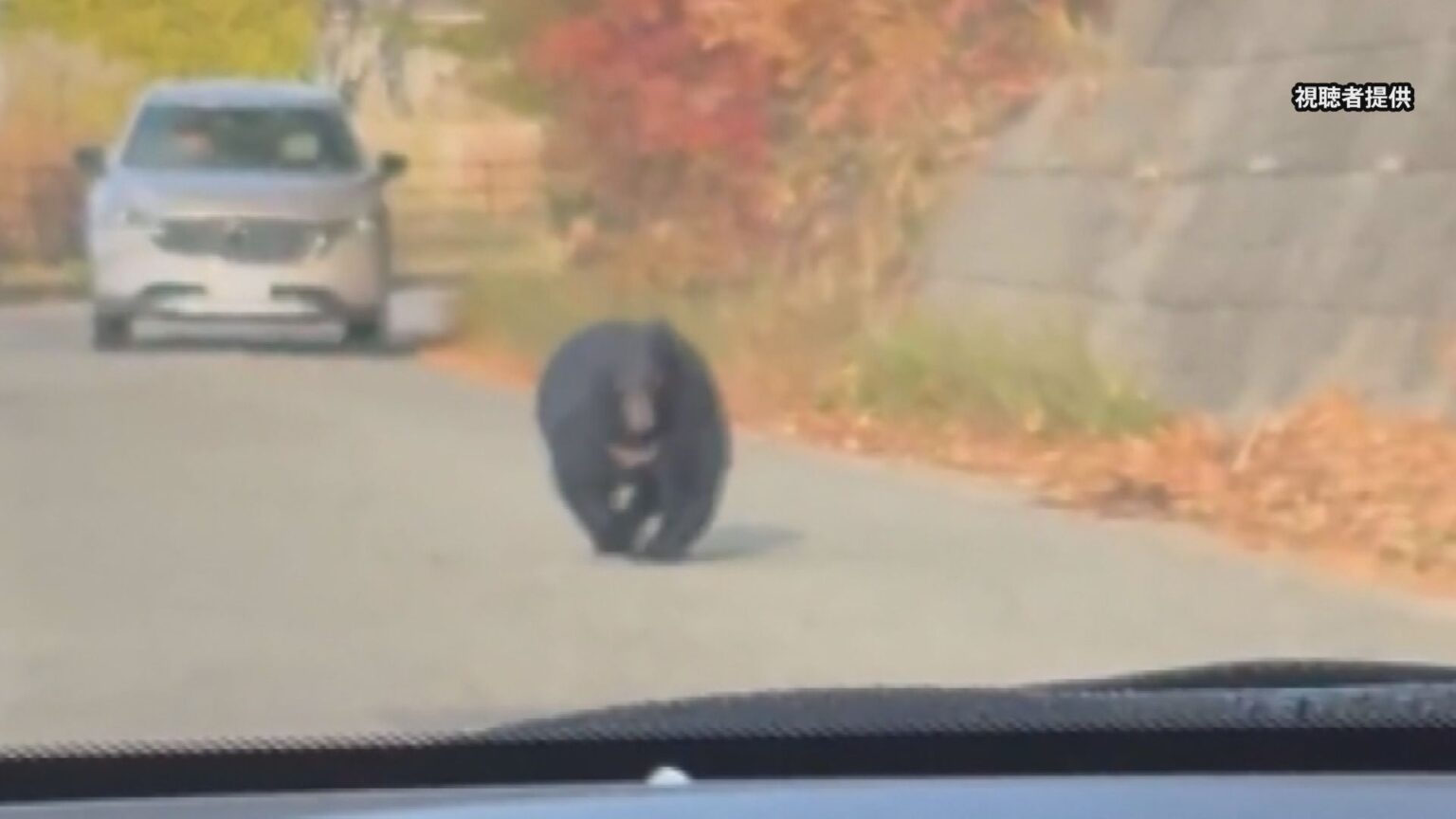 クマの目撃相次ぐ秋田市 影響は経済にも…商店街には客が激減「忘年会の問い合わせすらない まるでコロナ禍」(TBS NEWS DIG Powered by JNN) クマの目撃相次ぐ秋田市 影響は経済にも…商店街には客が激減「忘年会の問い合わせすらない まるでコロナ禍」(TBS NEWS DIG Powered by JNN)