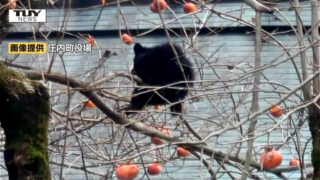 県内で "緊急銃猟" によるクマの駆除相次ぐ　今週は庄内町、鮭川村、飯豊町、米沢市で　11月に入ってからのクマ目撃件数は400件超　依然として異常なペース（山形）（テレビユー山形） - Yahoo!ニュース