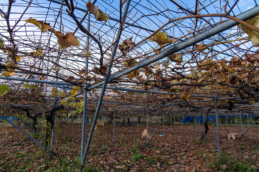 ぶどう棚