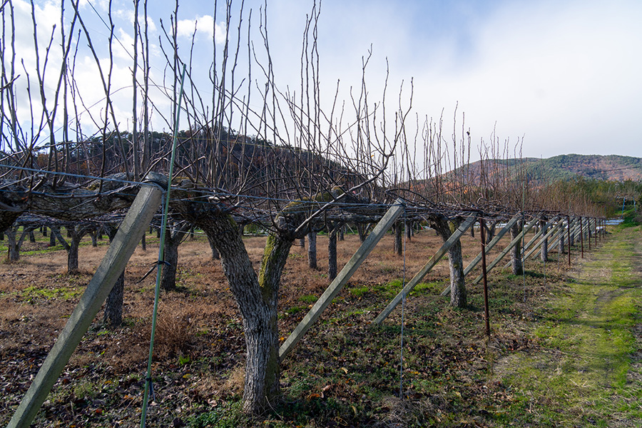 桃畑も次の春を待つ