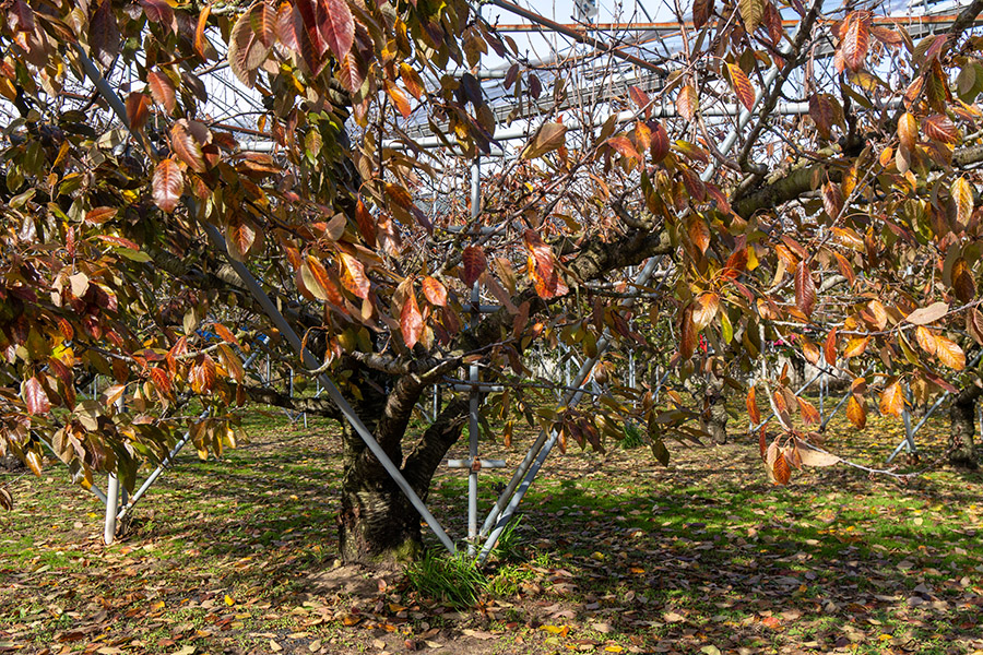 さくらんぼの木は紅葉しています