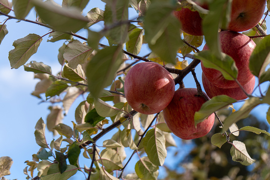 りんごが色付いてきました