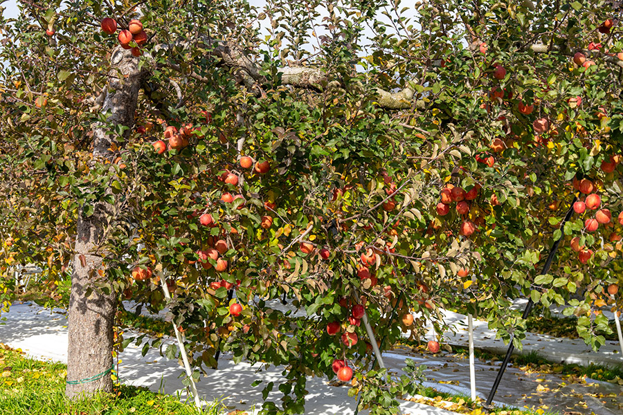 たわわに実ったリンゴ