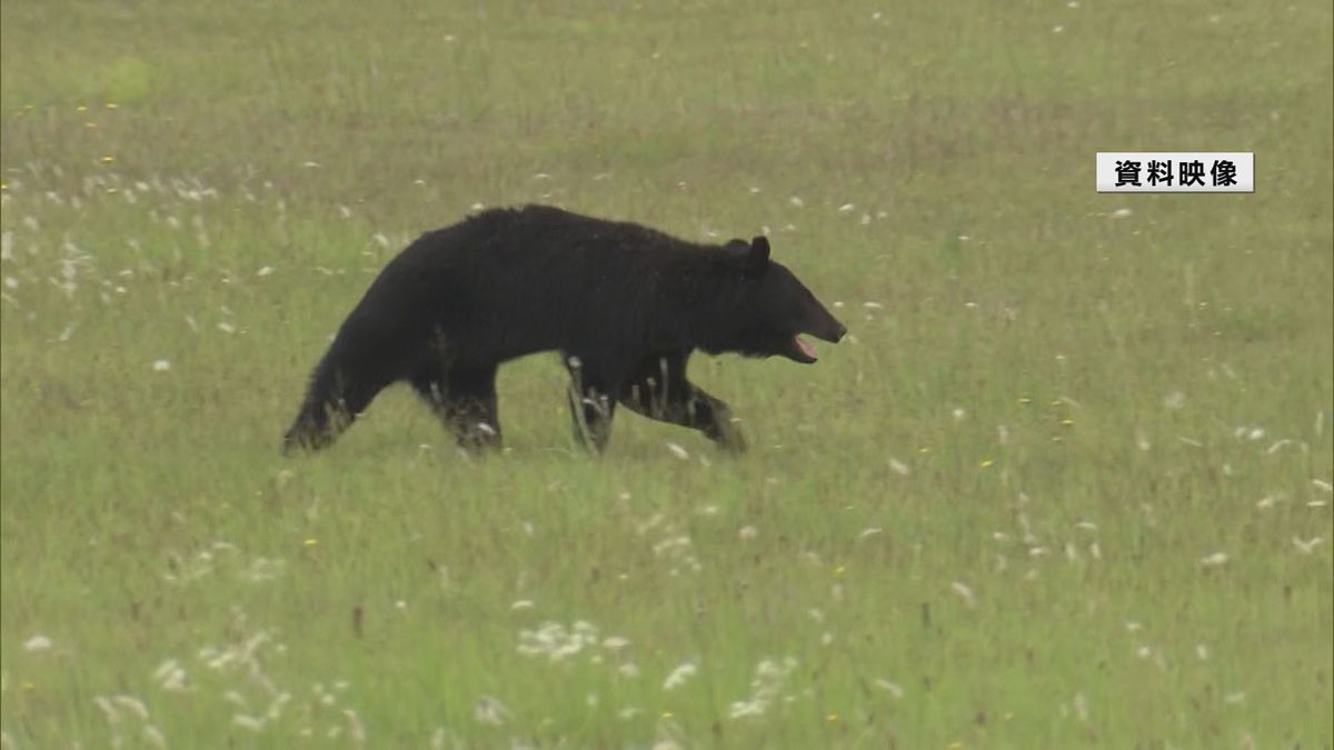 畑でクマに襲われ女性(77)がけが　顔と腕など引っかかれる　傷口からは骨が見える箇所も　山形・尾花沢市