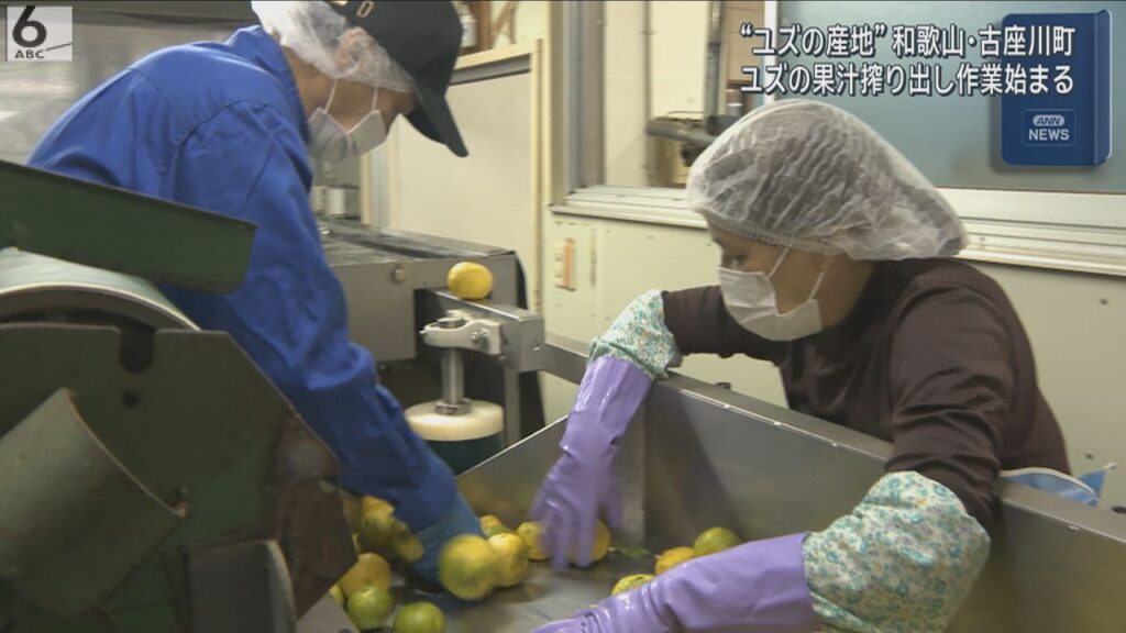 ユズの果汁搾り出し作業始まる　甘酸っぱい香り漂う　和歌山・古座川町