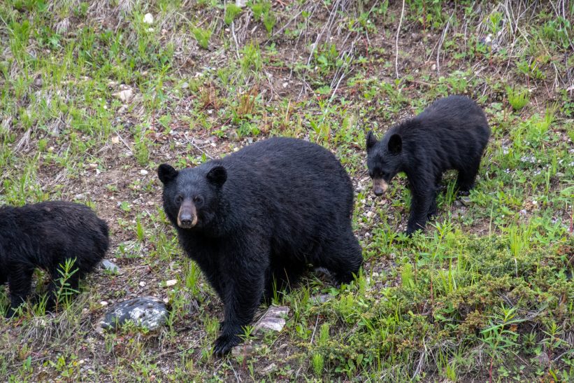バス停付近や民家の直近にも…新潟県内でクマ出没相次ぐ、11月19日から20日朝まで(市町村別まとめ) – 新潟県内のニュース|にいがた経済新聞 バス停付近や民家の直近にも…新潟県内でクマ出没相次ぐ、11月19日から20日朝まで(市町村別まとめ) - 新潟県内のニュース|にいがた経済新聞