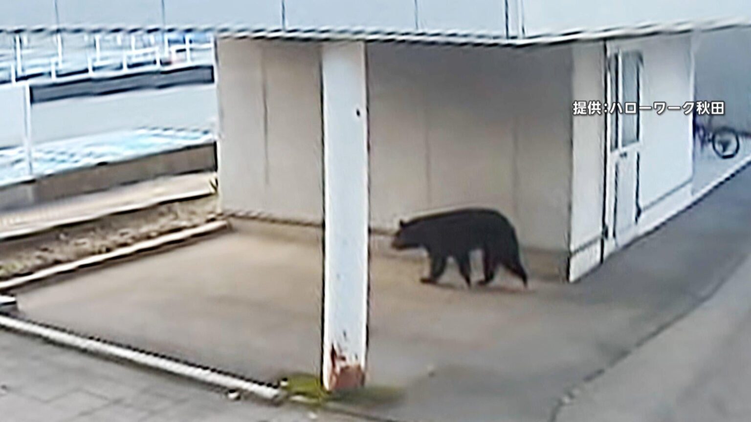 秋田市中心街でクマ出没…朝の通勤時間に歩行者とニアミス 「想定外の場所に現れた」県庁に近いハローワークにもアーバンベア（FNNプライムオンライン（フジテレビ系）） - Yahoo!ニュース