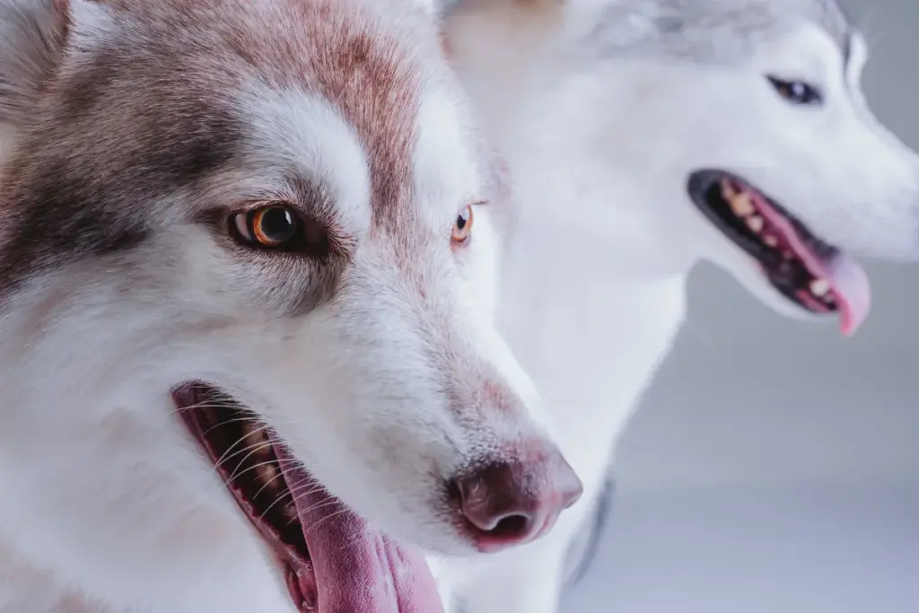 大型犬も安心！高槻の新しいドッグフォトスタジオ「Studio Root/B」 - サードニュース