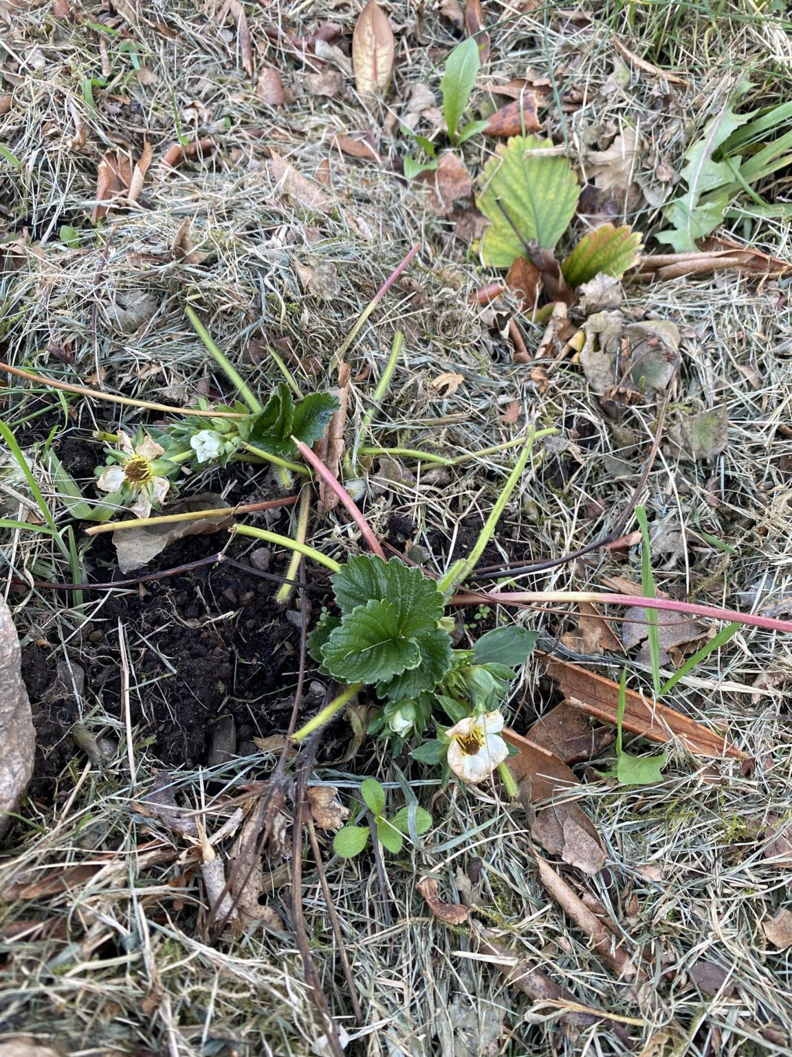 こんなに遅いのにイチゴの葉を食べるのは何ですか🍓