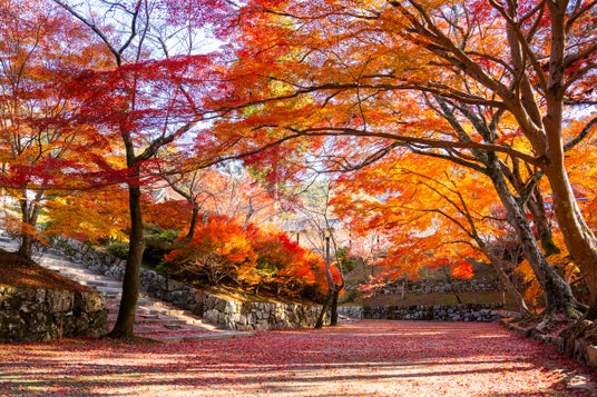 【京都・紅葉期間限定特別OPEN】毘沙門堂 × BAIKAL Cafe歴史ある寺院で楽しむ、紅葉と洋菓子の特別なコラボレーション - 烏丸経済新聞