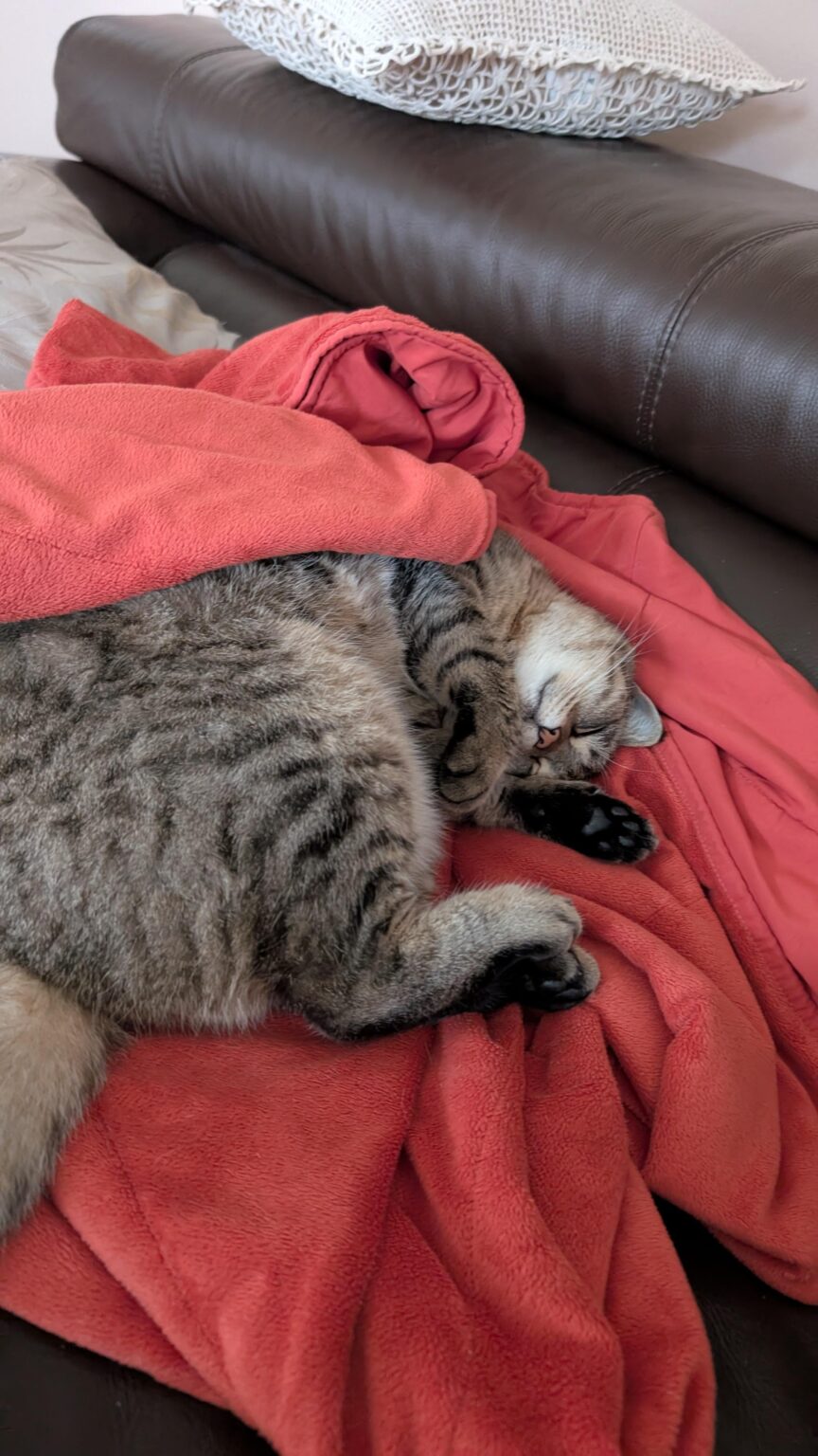 キャットボット